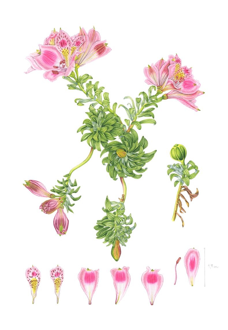 Los Molles, Alstroemeria pelegrina - Libro sobre plantas nativas de Chile
