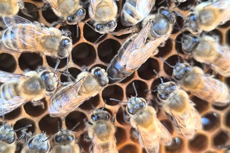 Por el cuidado de las abejas. La U. Mayor y el GORE de OHiggins están respondiendo a la crisis apícola generada por la mega sequía que azota a Chile.