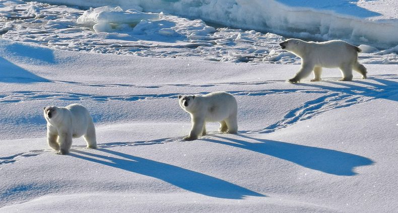 Greenland_Andreas Preusser_Polar bears in Greenland which has largely escaped human pressures 1200x642 1.jpg