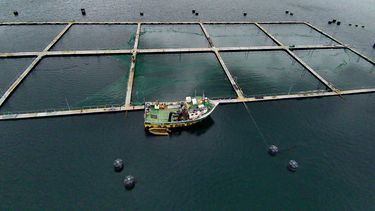 ¿Perdonazo? Acusan que fisco cubrirá $9 mil millones de deuda de salmonera que falsificó datos