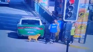 Maltrato animal impune: Fiscalía decide no perseverar en caso de perro baleado por carabinero en Quilicura