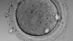 Herramienta virtual estima probabilidad de tener hijos vía reproducción asistida