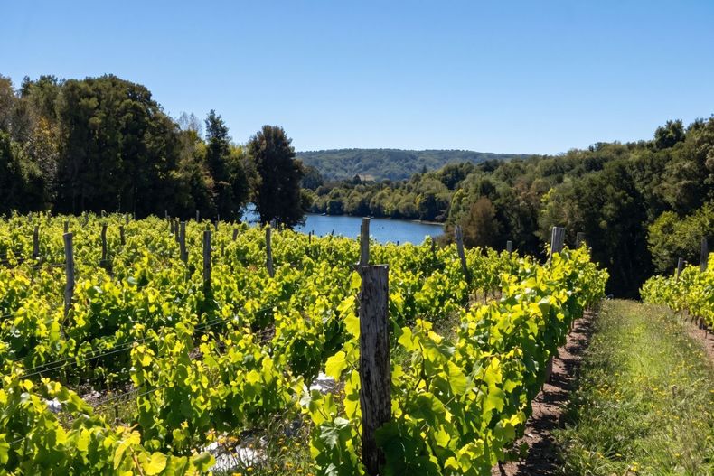 En el Día Nacional del Vino, el enólogo Pablo Cañón explica cómo el cambio climático y la menor demanda joven empujan a las viñas chilenas hacia el sur y a innovar con nuevos productos.