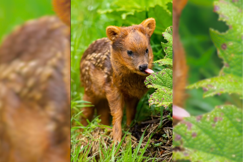 pudu cria.png