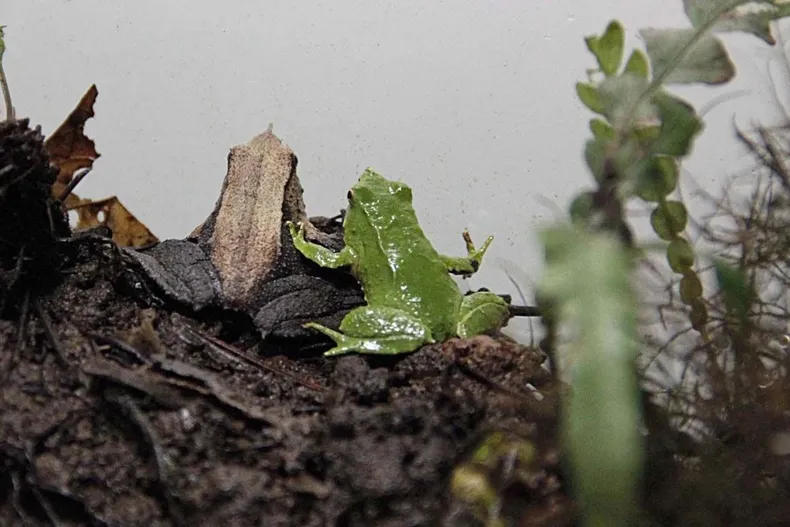 31201 ranita de darwin 1 1.webp