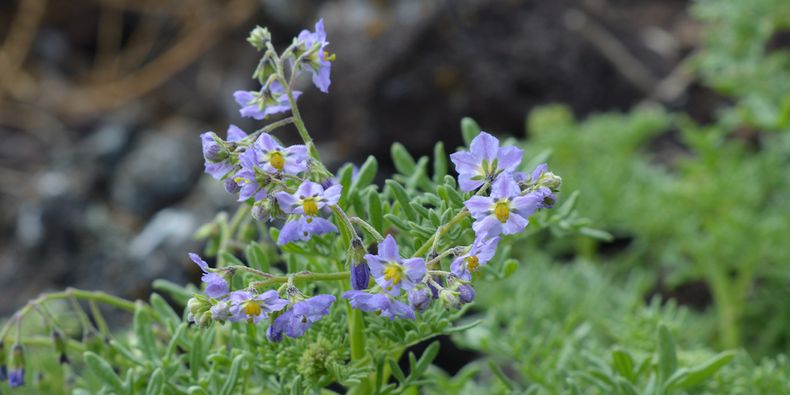 Solanum brachyantherum en la isla San Ambrosio. Foto: Arón Cádiz.&nbsp;