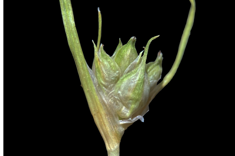 1028 nueva especie de planta.png