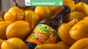 innovacion sostenible: la primera cerveceria solar de chile crea cerveza con pulpa de papaya