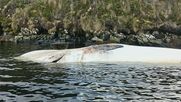 Ballenas varadas muertas en una playa de Tierra del Fuego. Ballenas varadas muertas en una playa de Tierra del Fuego.