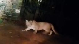 Otro puma suelto en Paine, esta vez, un ejemplar adulto y agresivo - Captura de video Otro puma suelto en Paine, esta vez, un ejemplar adulto y agresivo - Captura de video