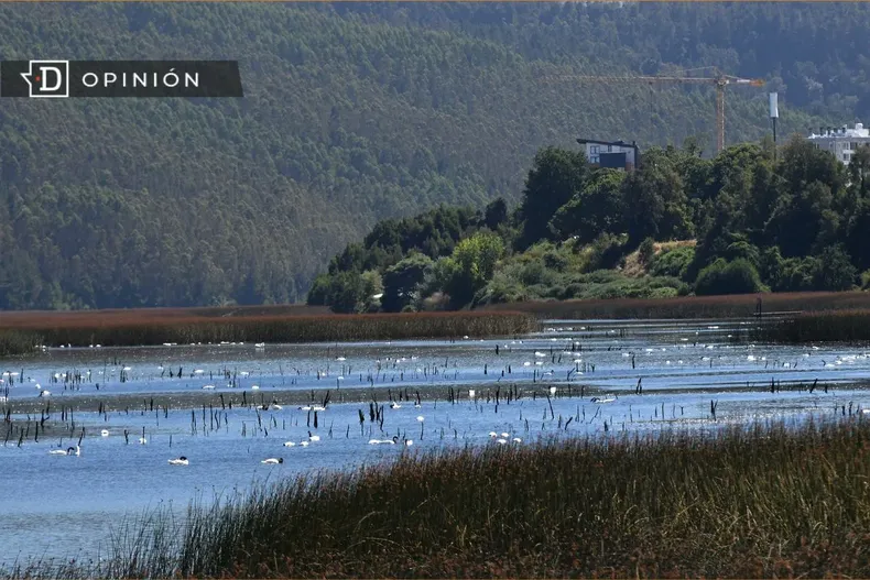 9547 cisnes de cuello negro en el humedal del rio cruces.webp