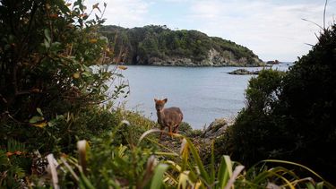 Advierten posible peligro de extinción del pudú en El Maule tras incendios forestales
