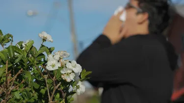 ISP retira del mercado medicamento contra la alergia en medio del alza de molestias durante primavera