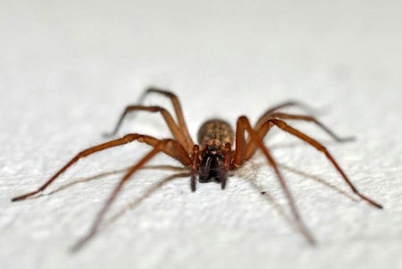 29138 arana de rincon chilena.jpg