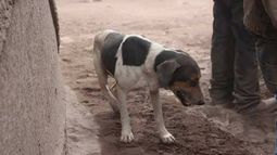 Fidelidad y tristeza: Perro ayudó a rescatistas de Guatemala a encontrar los cuerpos de sus dueños