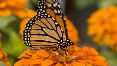 Casi la mitad de los insectos del planeta corren alto riesgo de extinguirse por la pérdida de su hábitat