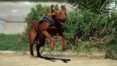 Perro mordió a niño en centro recreacional: Padres van a la justicia y deberán pagarles $20 millones