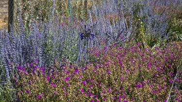 El Desconcierto | JARDINES POR LA BIODIVERSIDAD.jpg