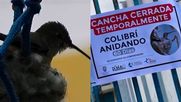 La multicancha en Mejillones estará cerrada los dos meses que dura el proceso del colibrí - Captura de video