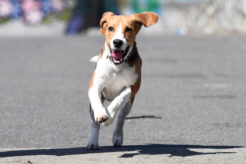 para calmar estres y reforzar vinculo  perros ahora van al colegio y con transporte incluido.jpg