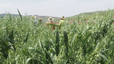 El académico Francisco Tapia detalla los beneficios agronómicos de la avena cultivada bajo sistemas regenerativos, como el efecto limpiador del suelo.