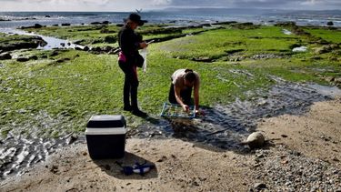 Explican efectos en pesca artesanal de “marea verde” de Algarrobo que afecta todo el año