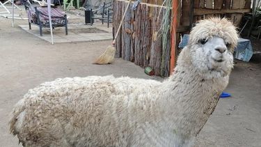 “Se busca a Tilín”: Alpaca desaparece en Quilpué y familia hace desesperado llamado