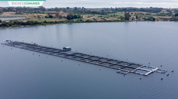 El problema de la continuidad de la industria salmonera en áreas protegidas