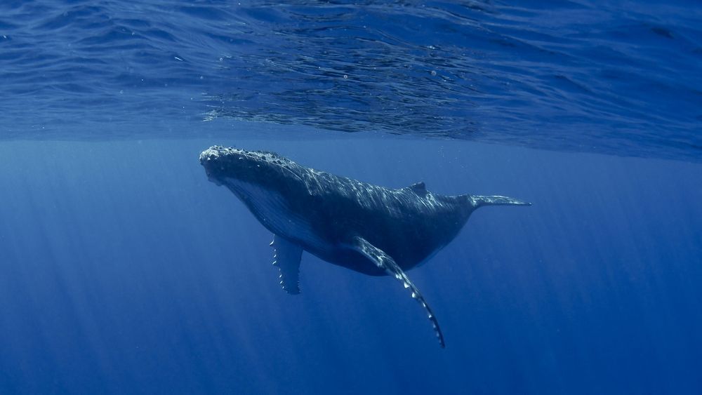 VIDEO | Alto tráfico pesquero en la patagonia chilena amenaza población de ballenas azules