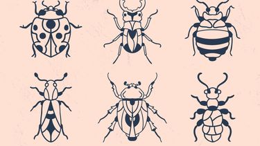 El Desconcierto | escarabajos.jpg