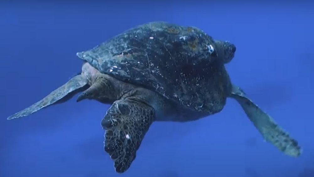 Chile crea una reserva marina protegida en el norte para preservar las tortugas verdes