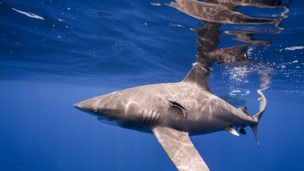 El declive de los tiburones apunta a la incapacidad de establecer acuerdos globales de biodiversidad