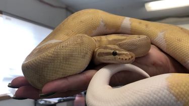 Pitón desaparecida en edificio de Valparaíso: Desmienten que fue hallada y sigue su búsqueda