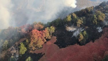 Preocupación en California por avance del incendio en Parque Nacional Secuoya