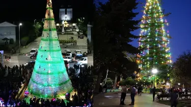 El Desconcierto | 9409 arboles navidad 1.webp