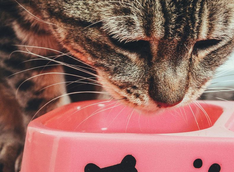proponen desarrollo de alimento proteico para gatos a base de grillos, moscas y gusanos.jpg