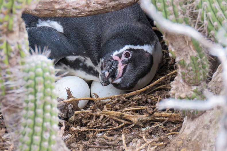 Biodiversidad recuperada en isla Chañaral. Pingüino de Humboldt.&nbsp;