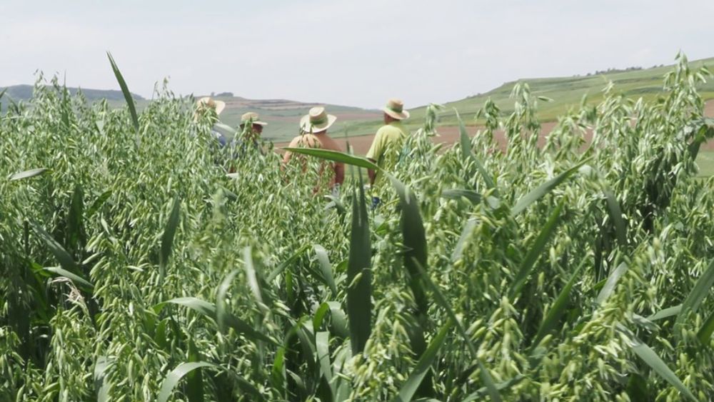 El académico Francisco Tapia detalla los beneficios agronómicos de la avena cultivada bajo sistemas regenerativos, como el efecto limpiador del suelo.