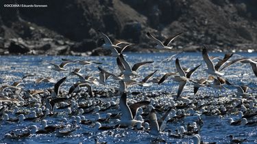 Oceana presenta recurso de reclamación al Comité de Ministros y pide sumar argumentos que avalan rechazo a Dominga