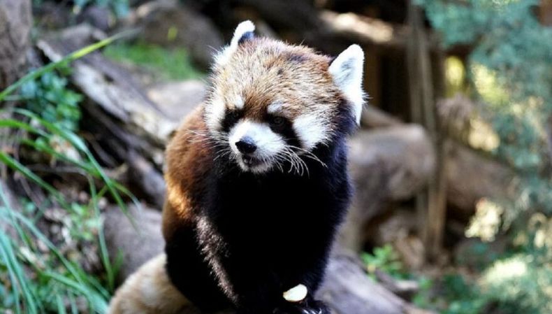 panda rojo.jpg