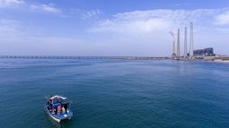 Escapando de las aguas frías: Cientos de tiburones rodean central térmica en Israel