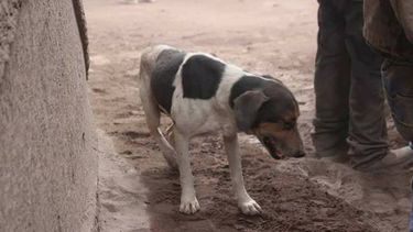 Fidelidad y tristeza: Perro ayudó a rescatistas de Guatemala a encontrar los cuerpos de sus dueños