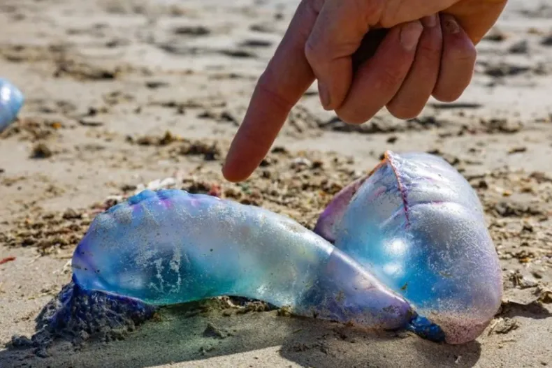 29206 diseno sin titulo 21.webp