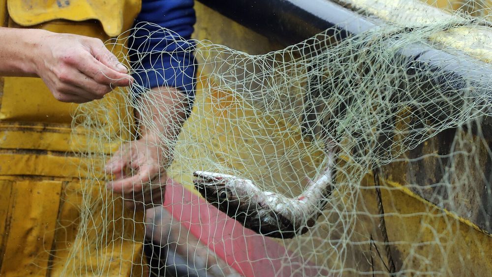 Pesca de merluza.&nbsp;