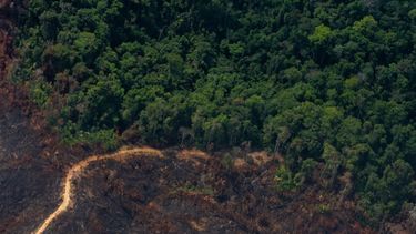 El Desconcierto | deforestacion amazonia_FlaviaMilhorance1440x720 1440x720 1 e1662494022676.jpg