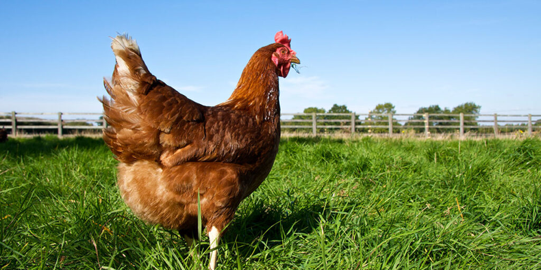 Huevos de aves libres de jaulas.