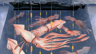 Jibia en peligro: pesca de calamar con vacíos legales en Pacífico sur alerta a científicos