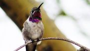 Se abrió la convocatoria para el Programa ChileAves-2030, que priorizará proyectos que aborden aves nativas y conservación de hábitats de diversas especies.