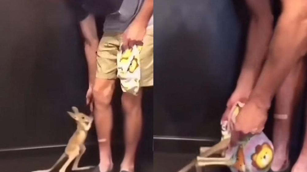 VIDEO| Lo más tierno que verás hoy: Canguro bebé saltó a bolsa para sentirse protegido