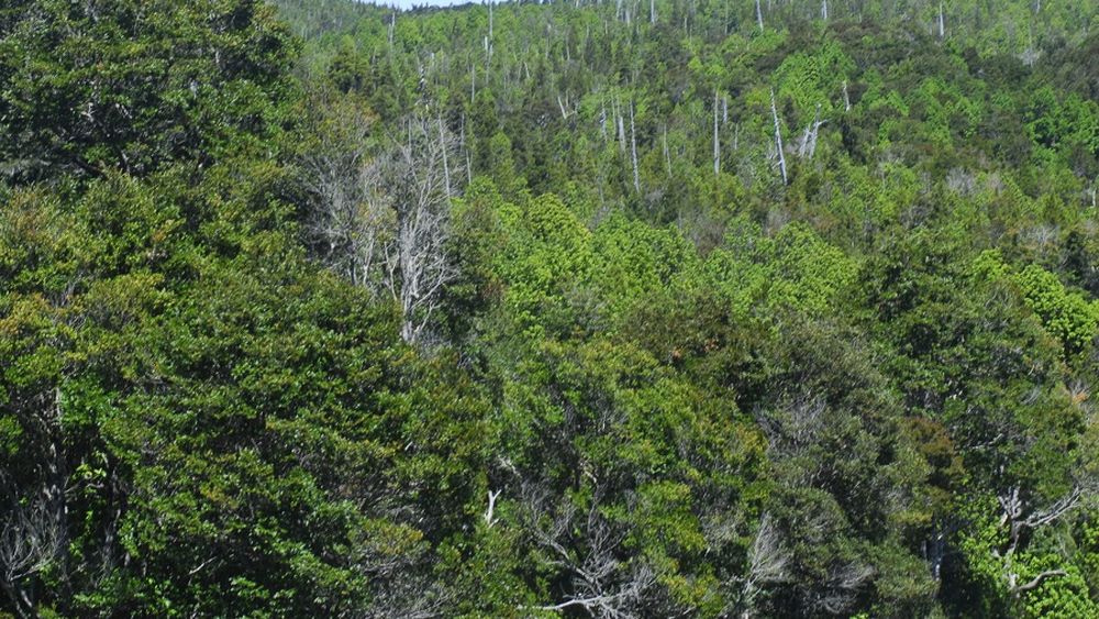 No cualquier fomento: AIFBN responde a Simón Berti, Presidente del Colegio de Ingenieros Forestales